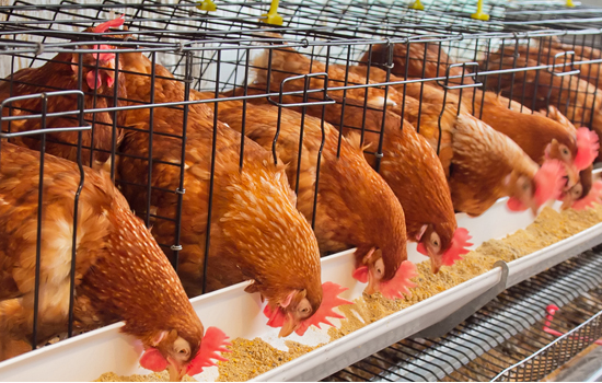 Poultry Equipments